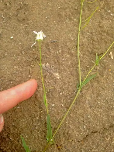 Foto dokumenter Thelypodium flexuosum