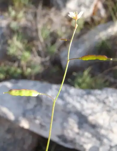 Foto dokumenter Heliophila pendula