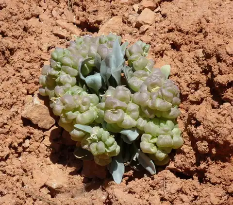 Foto dokumenter Physaria chambersii