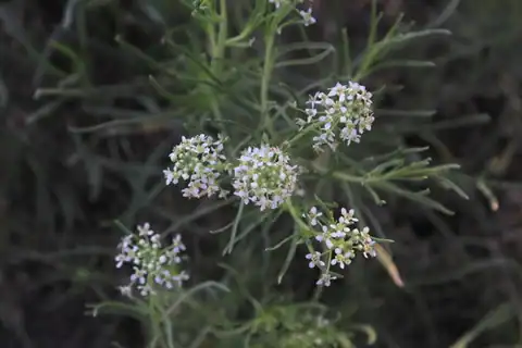Foto dokumenter Lepidium alyssoides
