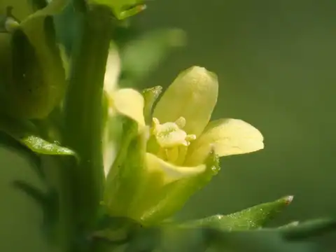 Foto dokumenter Rorippa cantoniensis