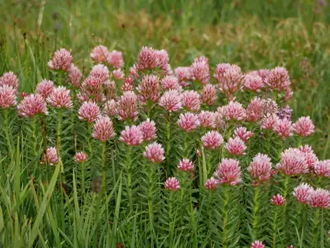 Foto dokumenter Rhodiola rhodantha