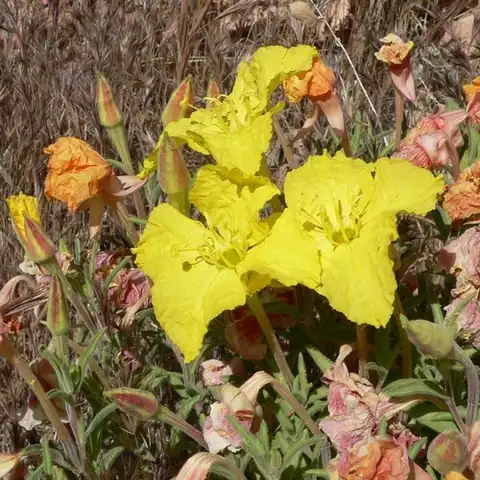 Foto dokumenter Oenothera lavandulifolia
