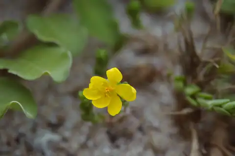 Foto dokumenter Portulaca psammotropha