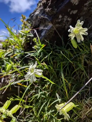 Foto dokumenter Silene morrisonmontana