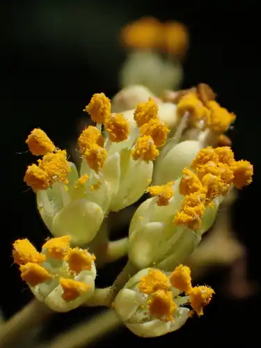 Foto dokumenter Tetradium glabrifolium
