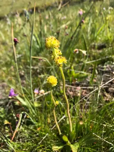 Foto dokumenter Micranthes apetala
