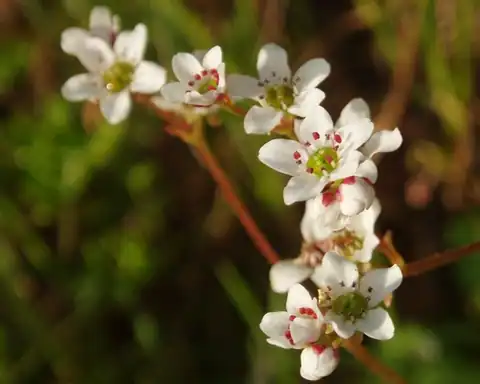 Foto dokumenter Micranthes californica