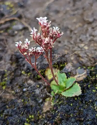 Foto dokumenter Micranthes eriophora