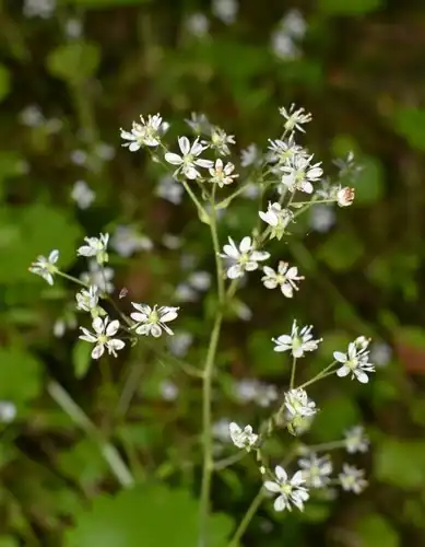 Foto dokumenter Micranthes marshallii