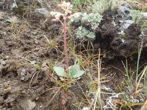 Foto dokumenter Micranthes reflexa