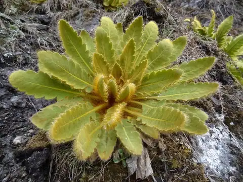 Foto dokumenter Meconopsis paniculata