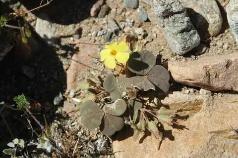 Foto dokumenter Oxalis brevis