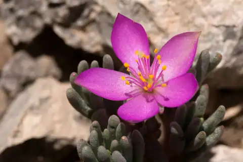 Foto dokumenter Phemeranthus brevicaulis