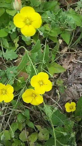 Foto dokumenter Paysonia lasiocarpa