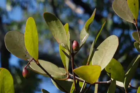 Foto dokumenter Muellerina celastroides
