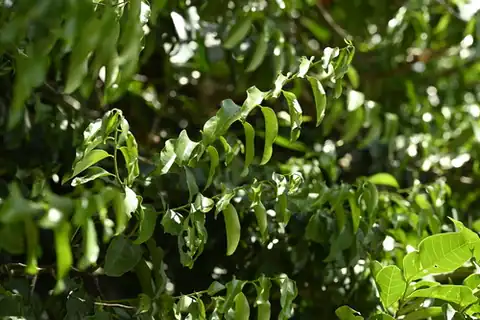 Foto dokumenter Olax imbricata