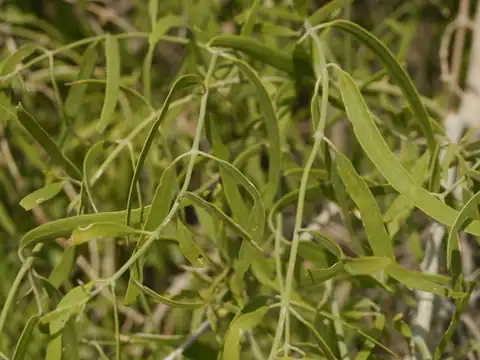 Foto dokumenter Salvadora oleoides