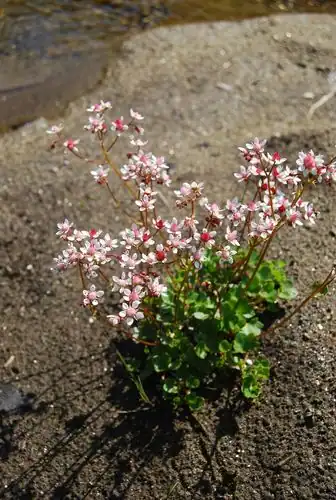 Foto dokumenter Micranthes nudicaulis