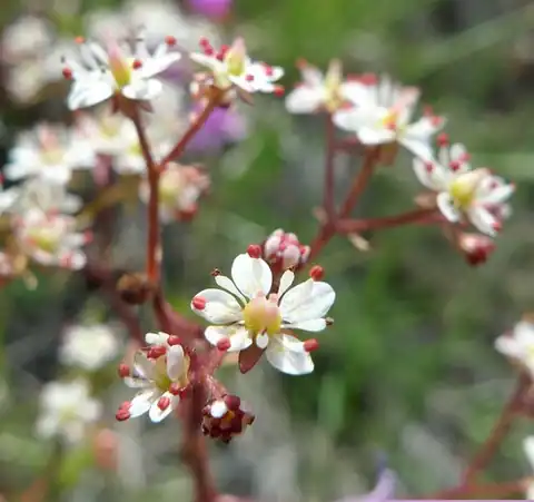 Foto dokumenter Micranthes idahoensis