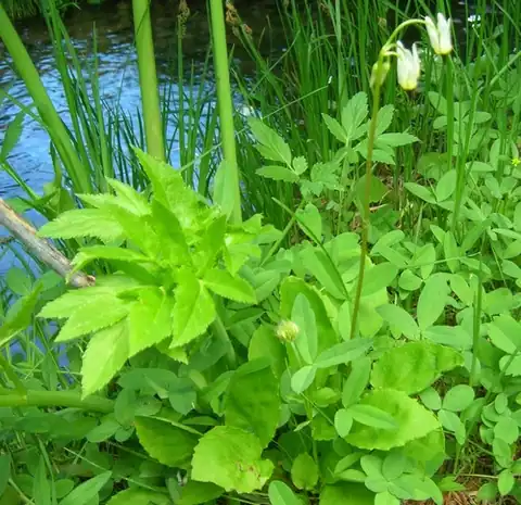 Foto dokumenter Primula latiloba