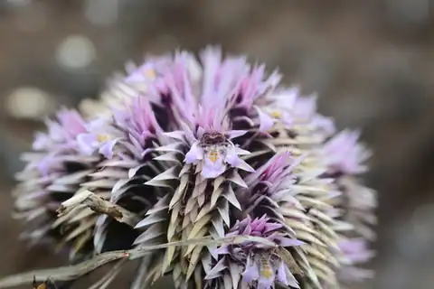 Foto dokumenter Lepidagathis trinervis