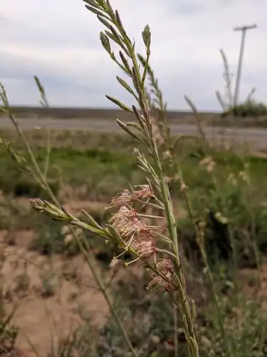 Foto dokumenter Oenothera cinerea