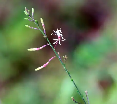 Foto dokumenter Oenothera filipes