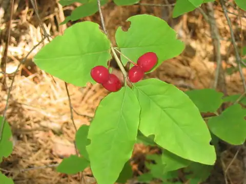 Foto dokumenter Lonicera canadensis
