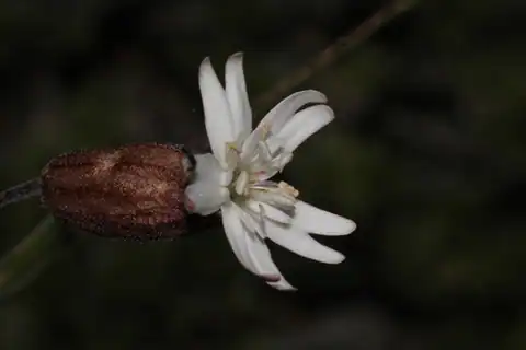 Foto dokumenter Silene douglasii