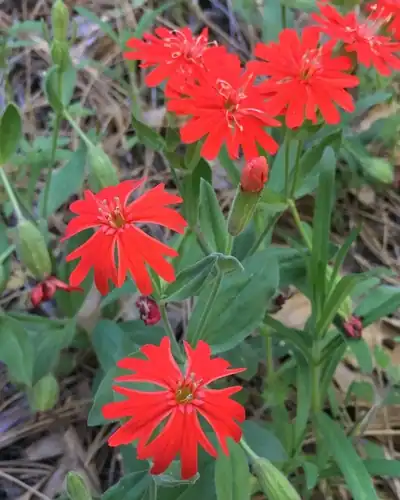 Foto dokumenter Silene laciniata