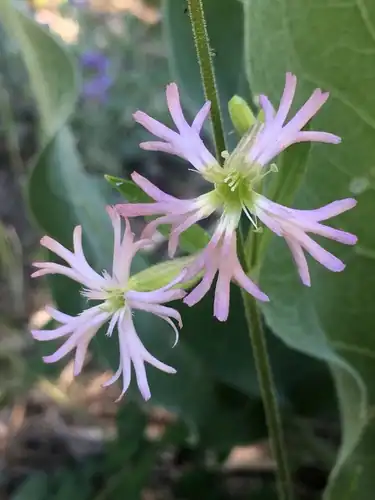 Foto dokumenter Silene occidentalis