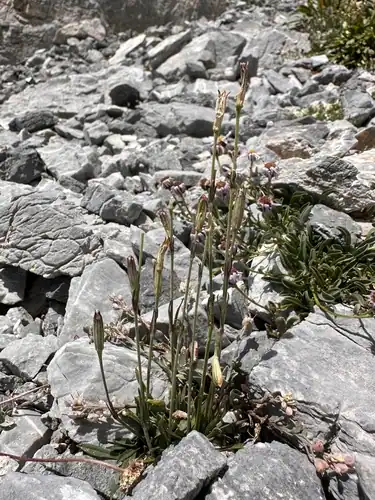 Foto dokumenter Silene nachlingerae
