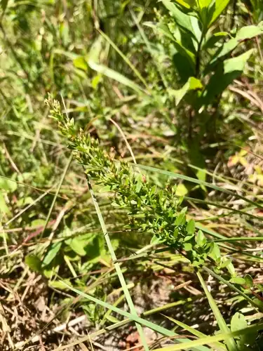 Foto dokumenter Lechea minor