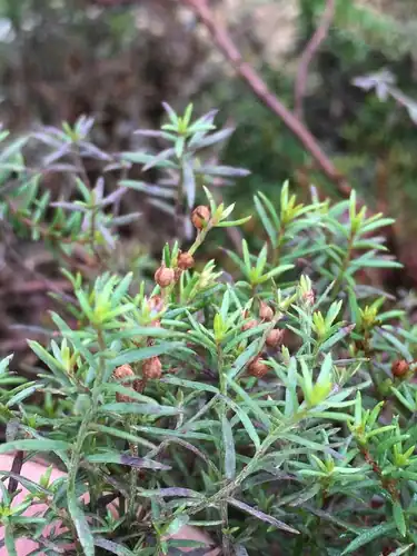Foto dokumenter Lechea tenuifolia