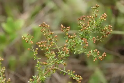 Foto dokumenter Lechea divaricata