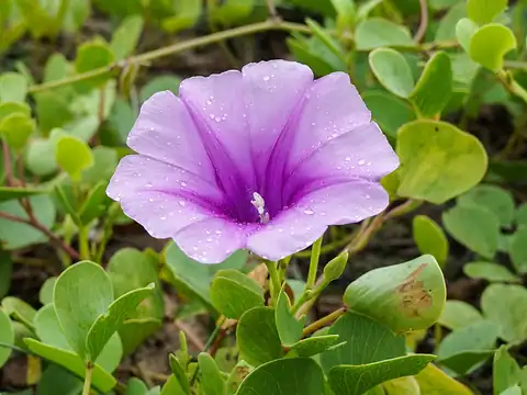 Foto dokumenter Ipomoea pes-caprae