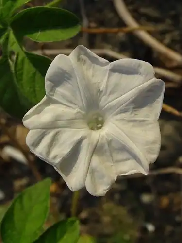 Foto dokumenter Ipomoea pes-tigridis