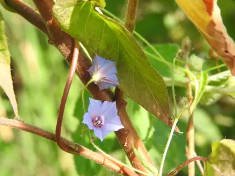 Foto dokumenter Jacquemontia evolvuloides