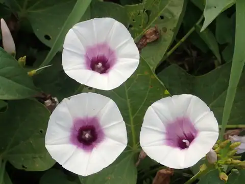Foto dokumenter Ipomoea batatas