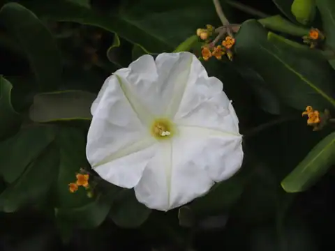 Foto dokumenter Ipomoea violacea