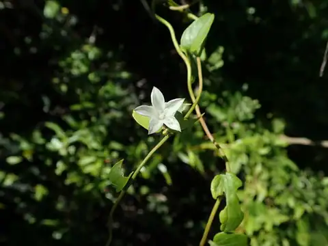 Foto dokumenter Jacquemontia havanensis