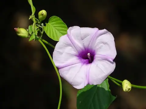 Foto dokumenter Stictocardia tiliifolia