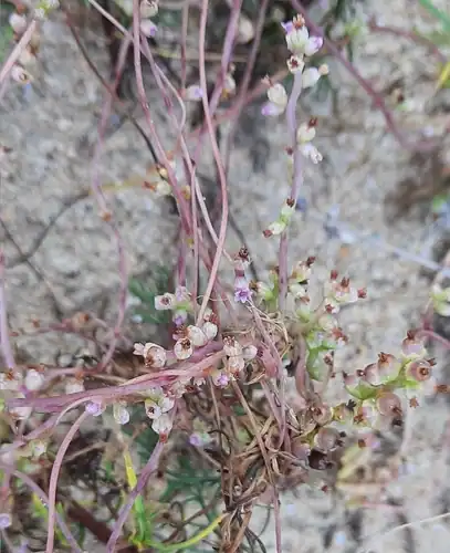 Foto dokumenter Cuscuta monogyna