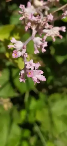 Foto dokumenter Cuscuta lehmanniana