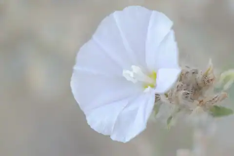 Foto dokumenter Convolvulus glomeratus