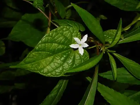 Foto dokumenter Dinetus racemosus
