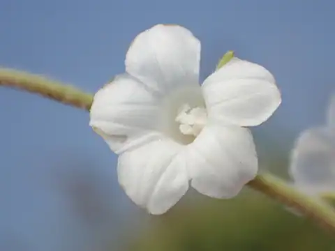 Foto dokumenter Ipomoea biflora