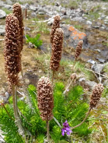 Foto dokumenter Rhodiola semenovii