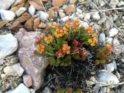 Foto dokumenter Rhodiola coccinea